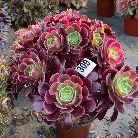 金丝确多肉植物法师不包损
