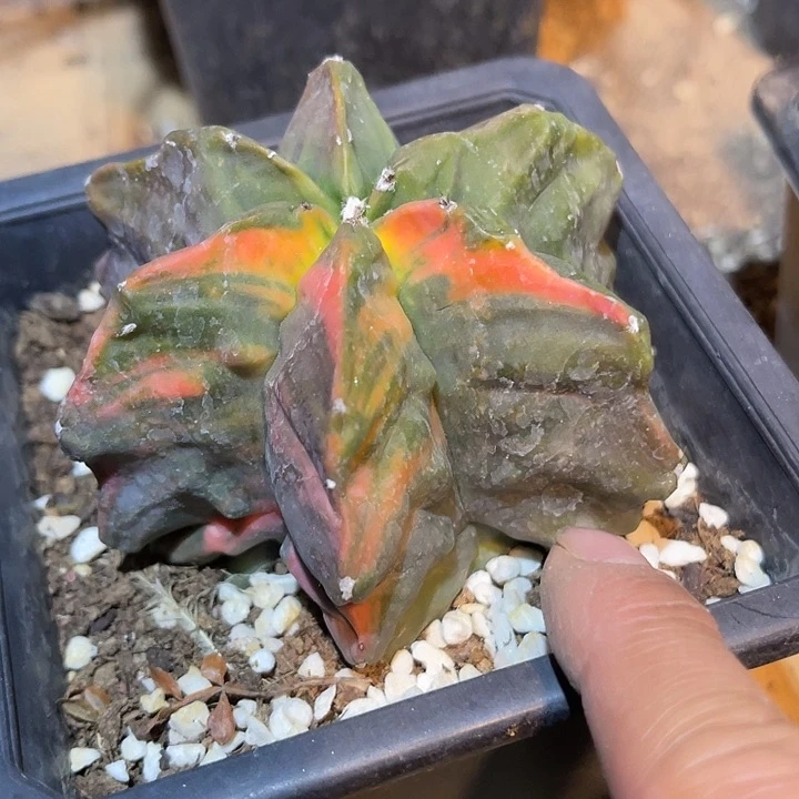满38包邮2天凑单，脱土晾根发货多肉植物