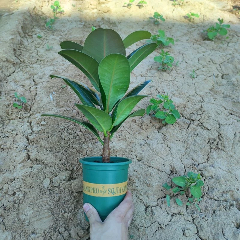 （加仑盆发货）橡皮树黑金刚盆栽绿植净化空气吸甲醛防辐射四季常青