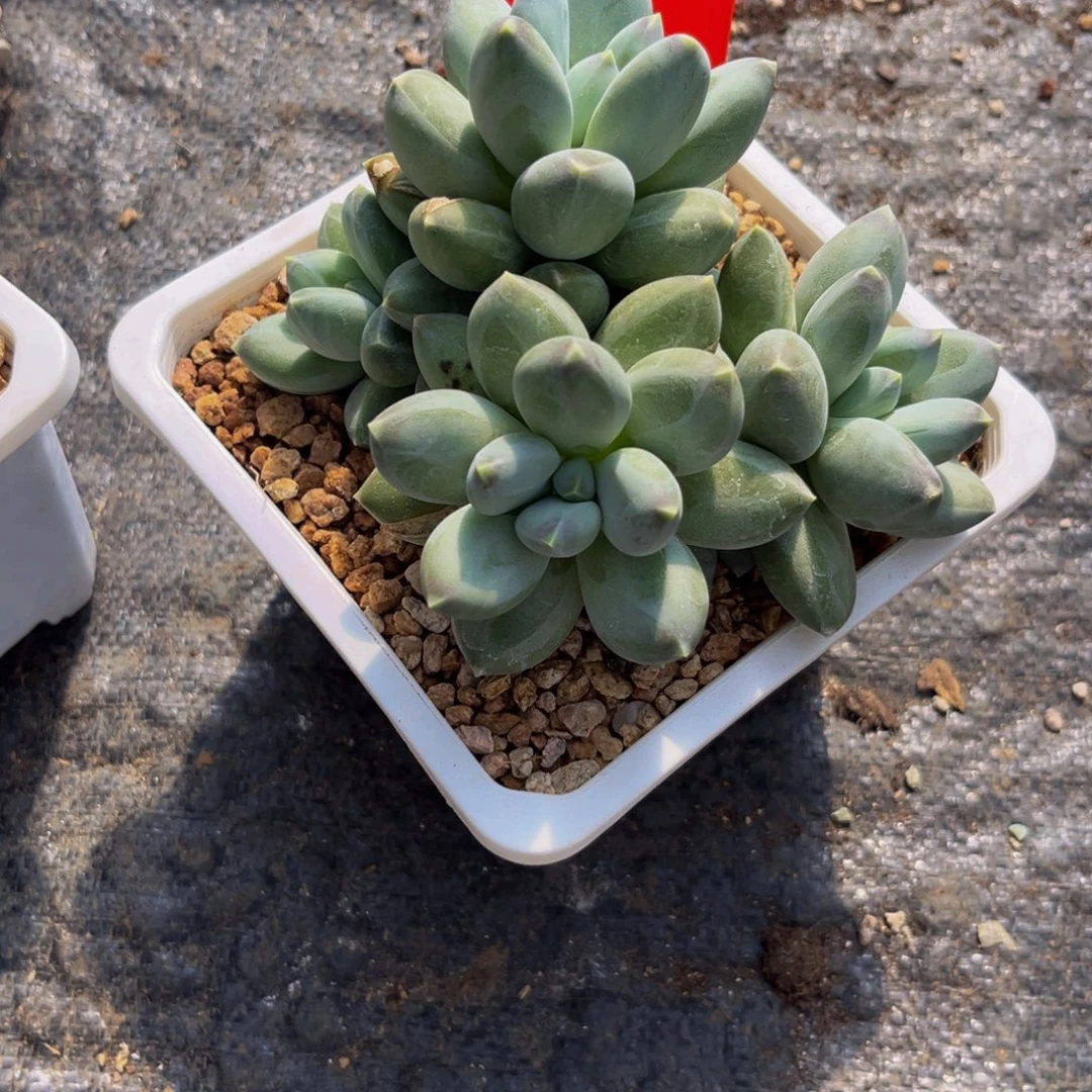 ༺***࿐1315下午多肉植物群生