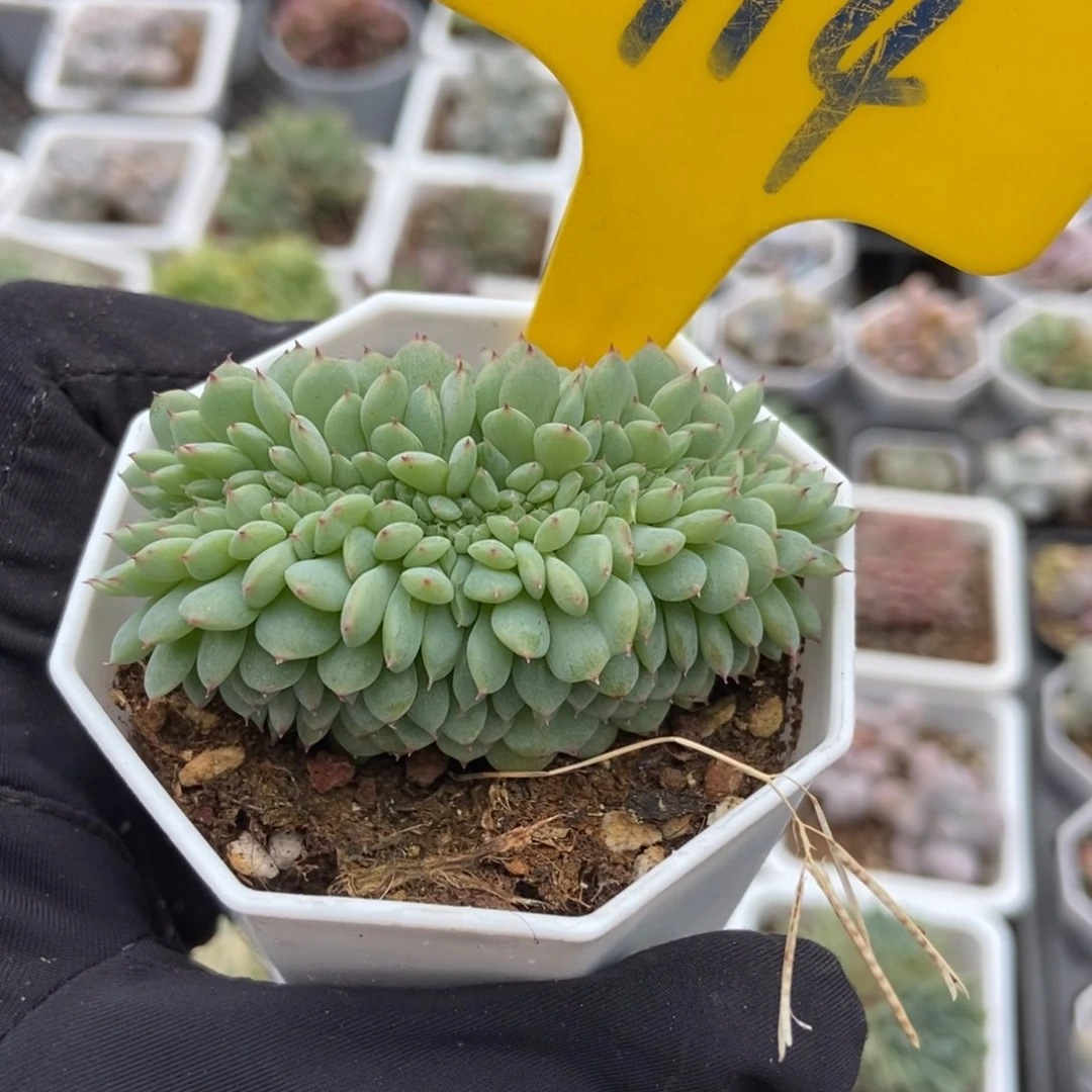 914白胖子缀多肉植物保护