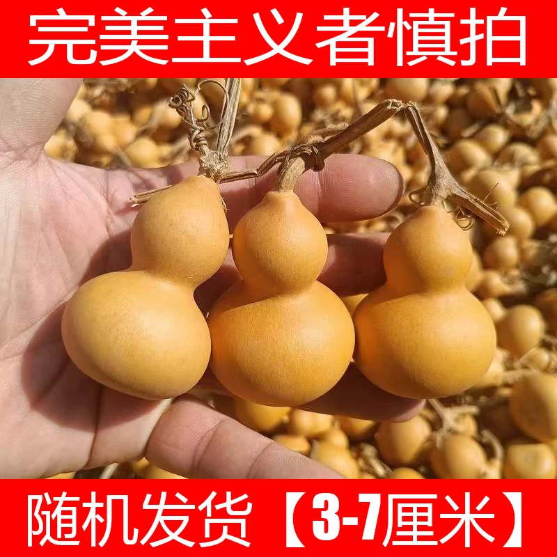 产地直发【19.9/6个】天然盘玩小葫芦手把件带龙头福禄文玩葫芦