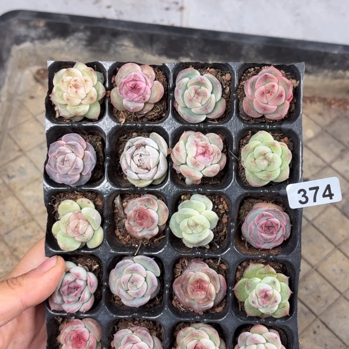 时***宜精品一物一拍多肉374
