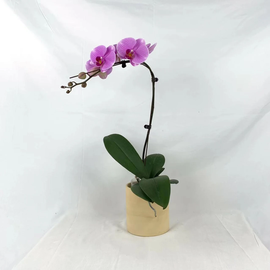 十月里蝴蝶兰【海洋之星 3.5寸杯】带瑕疵开花株发货