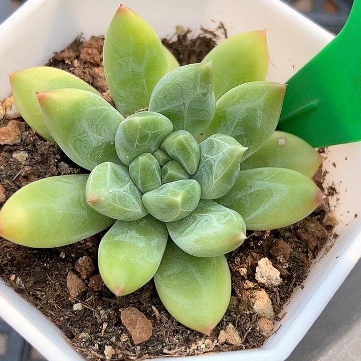 多肉植物雨花石1032