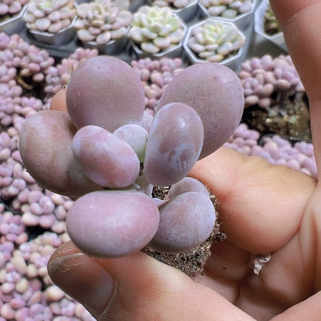 大叶奶3个19包邮多肉植物