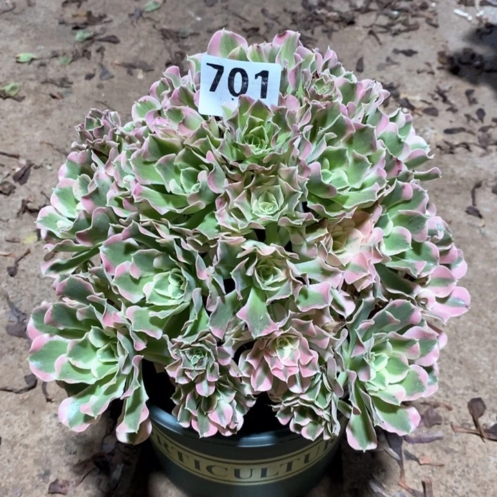 法师植物一物一拍701
