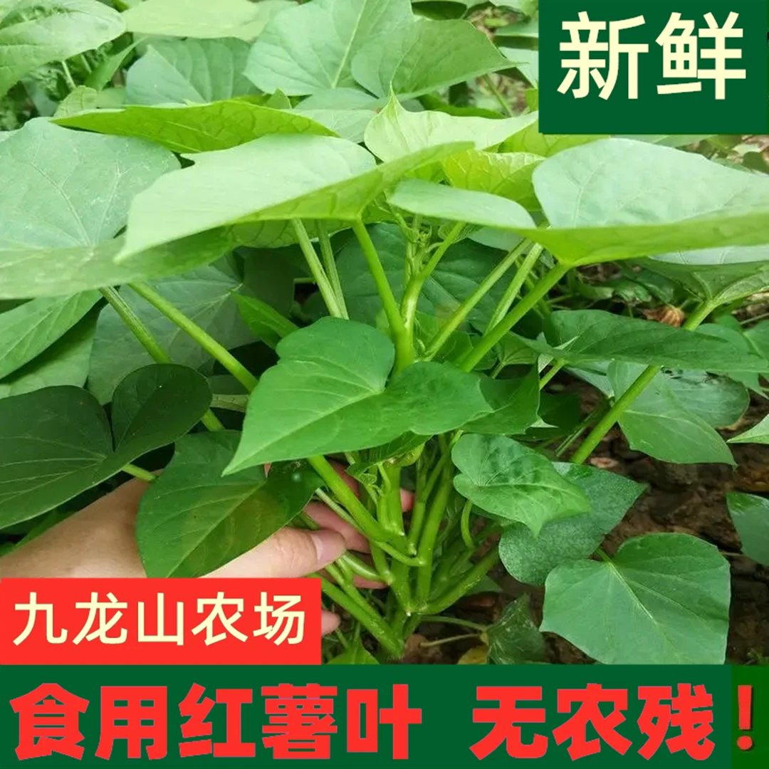 地瓜叶新鲜红薯叶青岛九龙山农场生态种植现摘现发