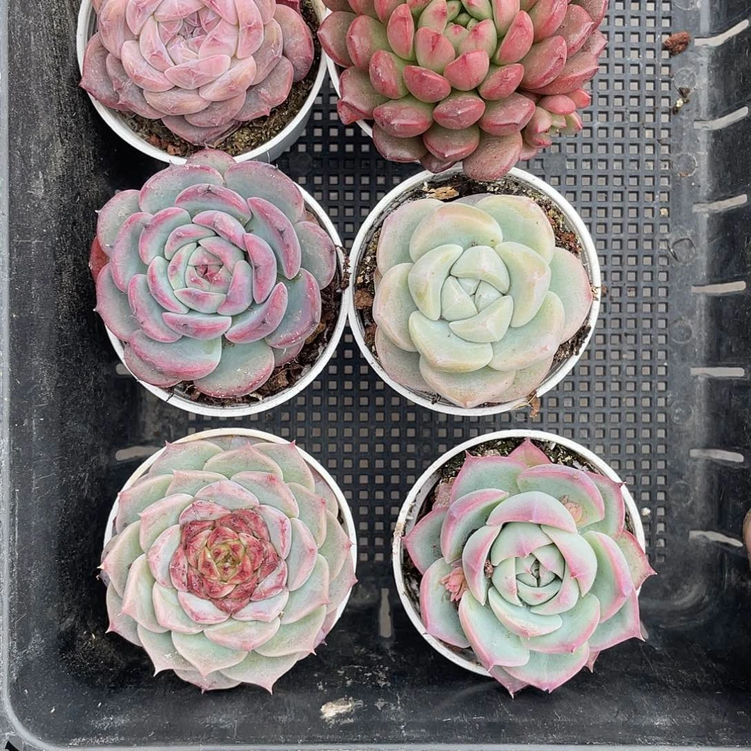 6颗小精品多肉带盆发货