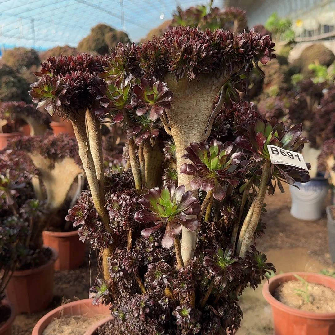 691黑法师有伤一颗呀呀