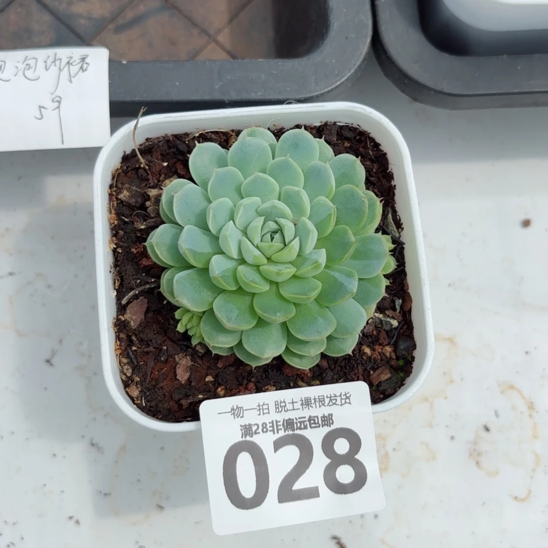 绿心羊脂球无盆土发货