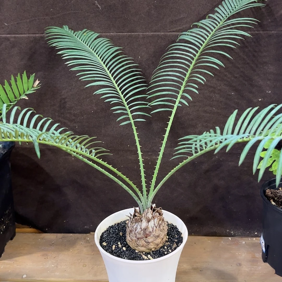 汤圆植物凯恩斯铁树