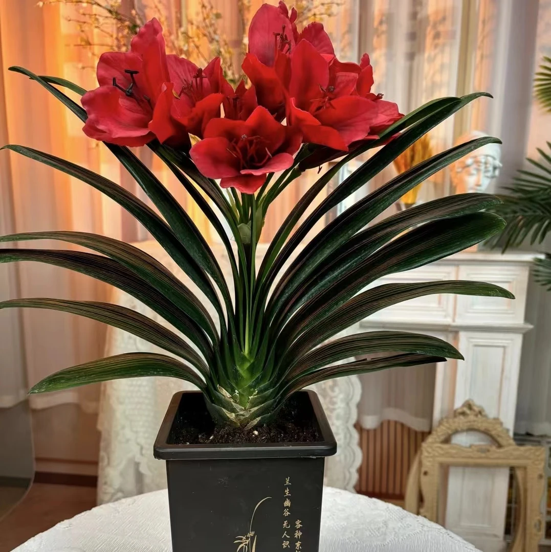 红将军精品君子兰盆室内花卉植物