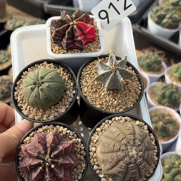 912。 新年组合漏一筐