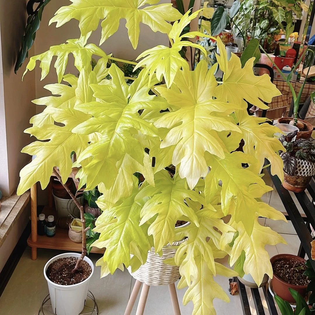 老桩黄金春羽盆栽绿植花卉室内易养护高端绿植