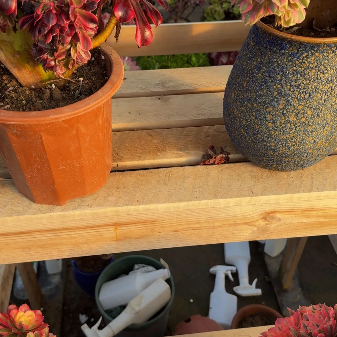 肥多肉植物肥肥肥