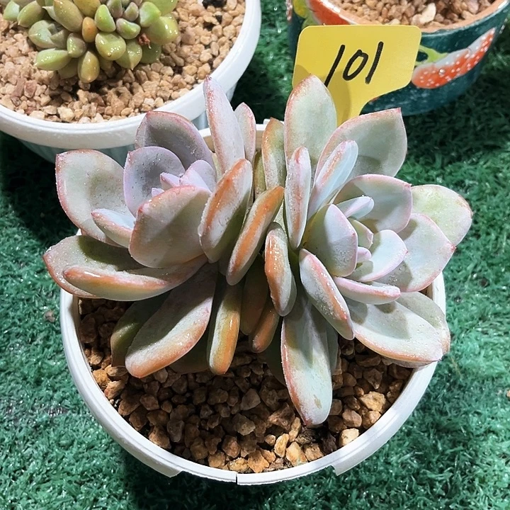 双头奶茶101号码牌子