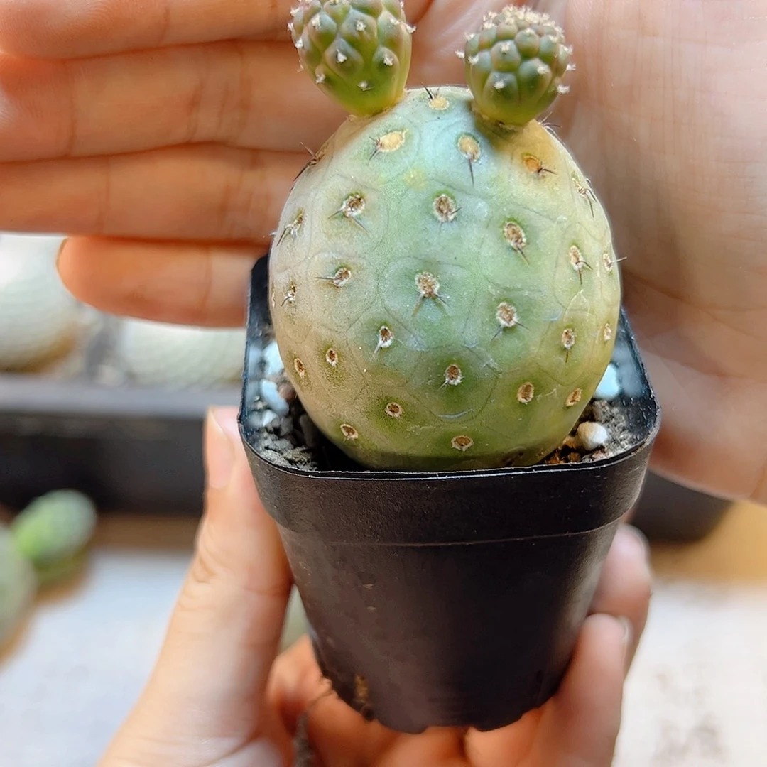 自根米奇洞洞习底球4公分