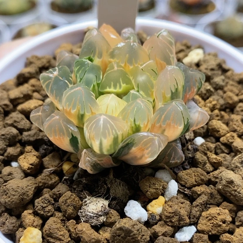 【闪购商品】158老川