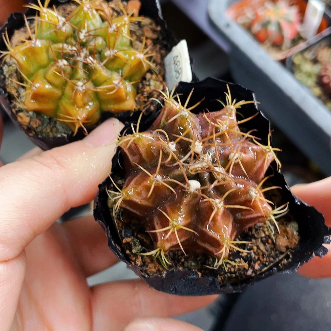 非偏远地区满25包邮仙人球