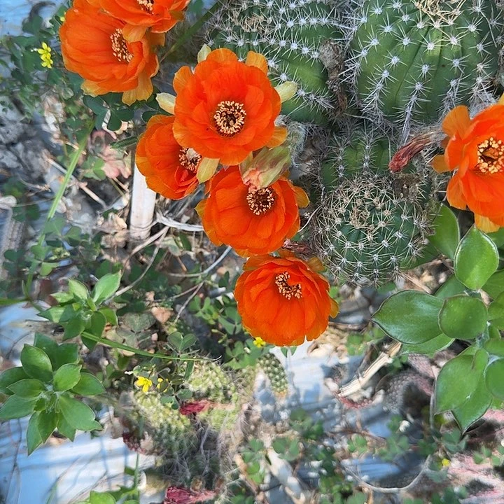 丽花仙人球侧芽一个63