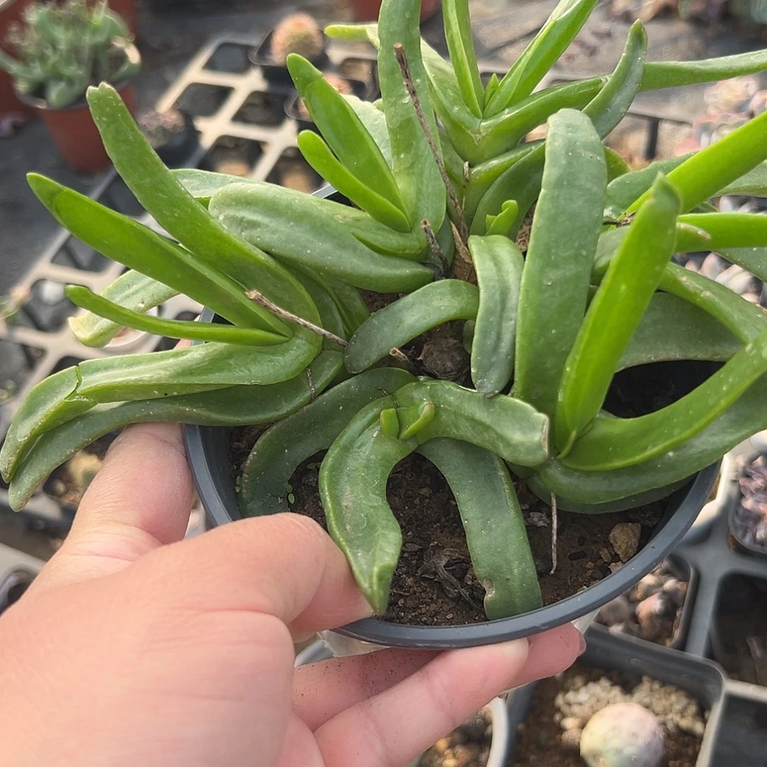 多肉植物佛手托金