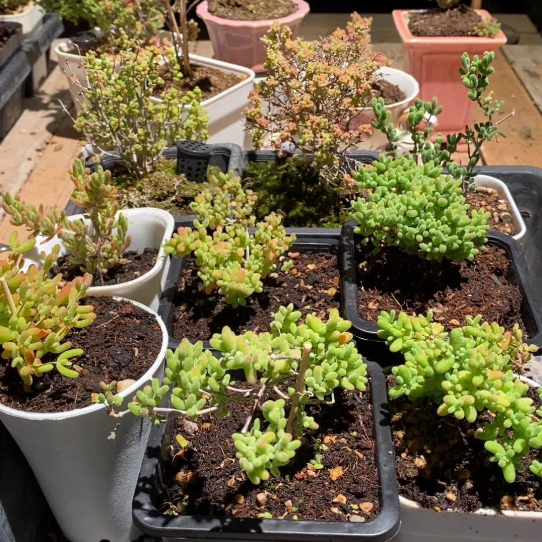 枝干番杏多肉植物583