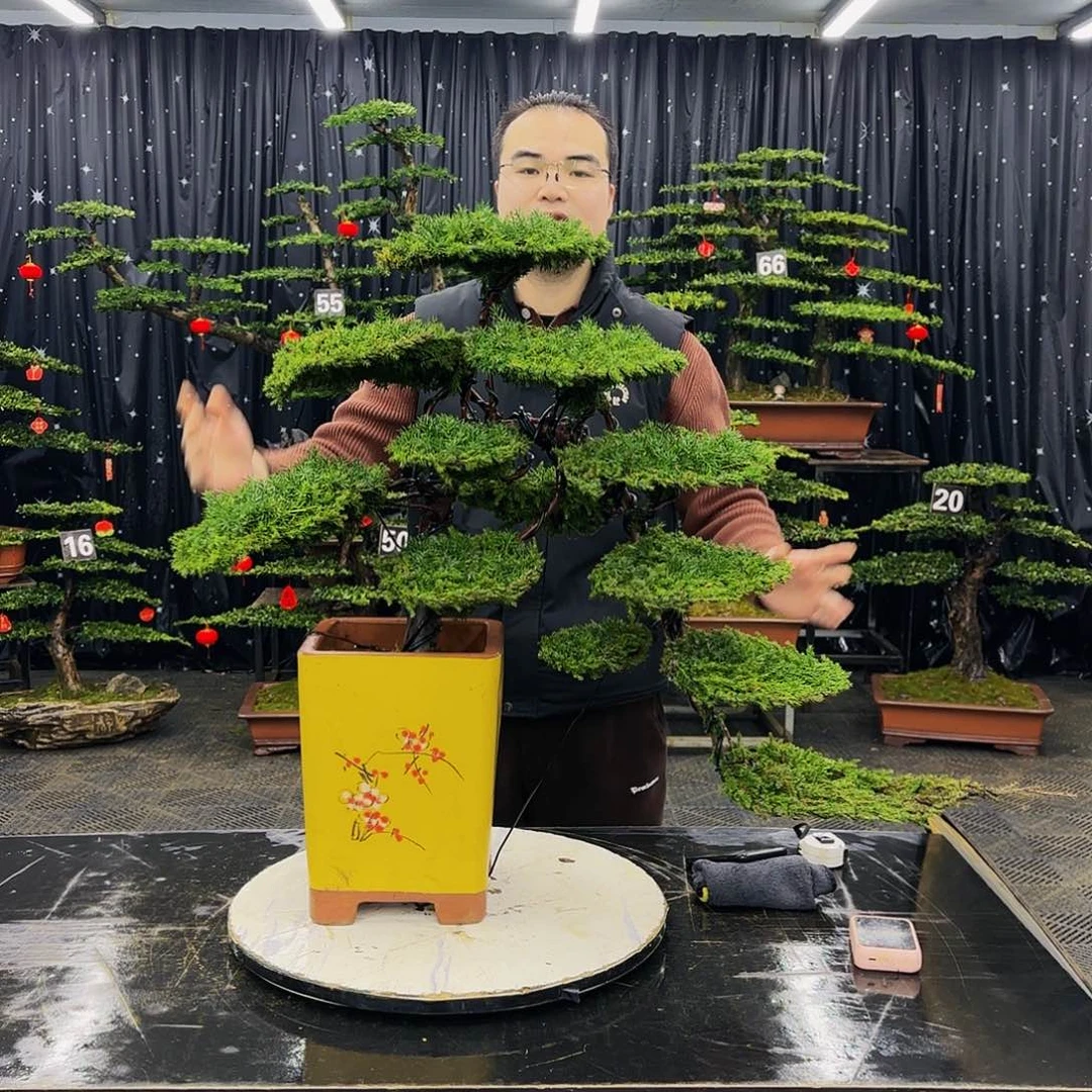 松树柏树造型盆景