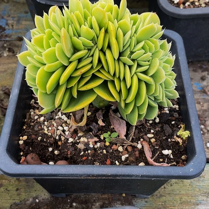 哼***哈多肉植物鑫那塔发货