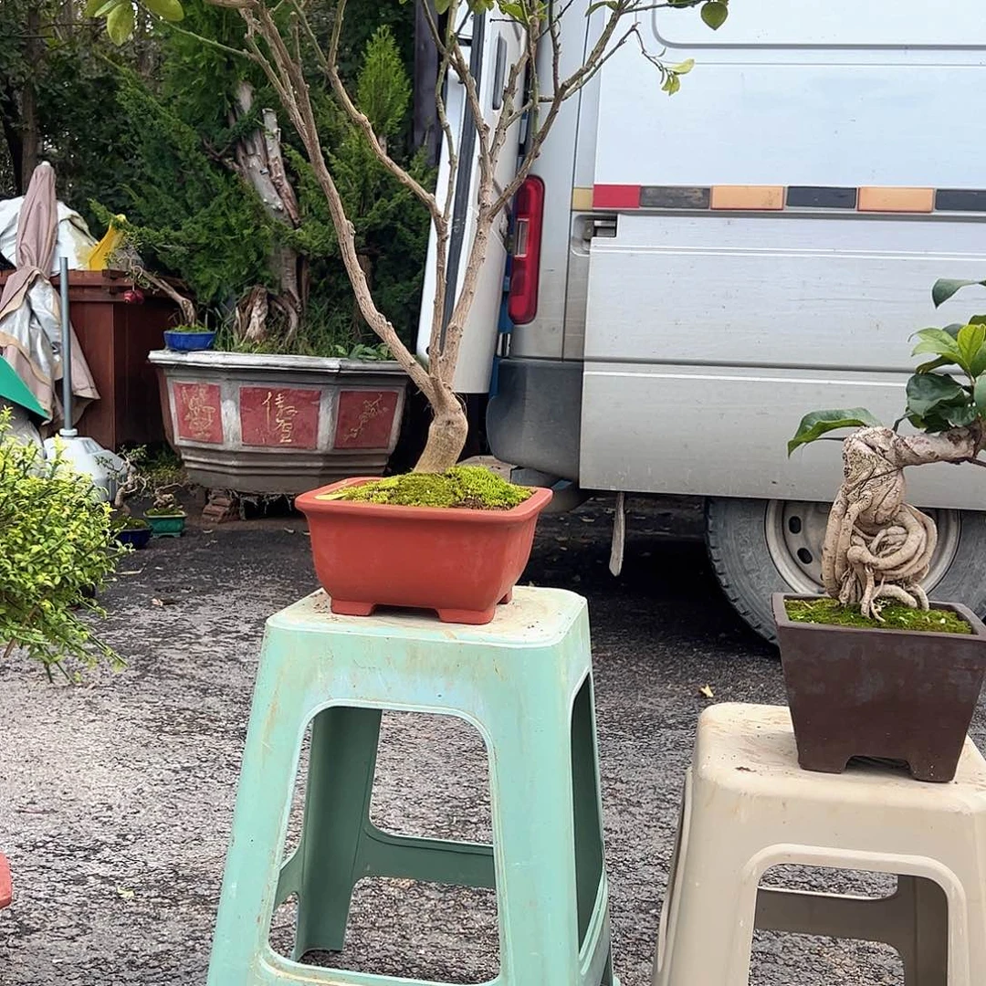 完全开放桂花老桩金桂黄色花