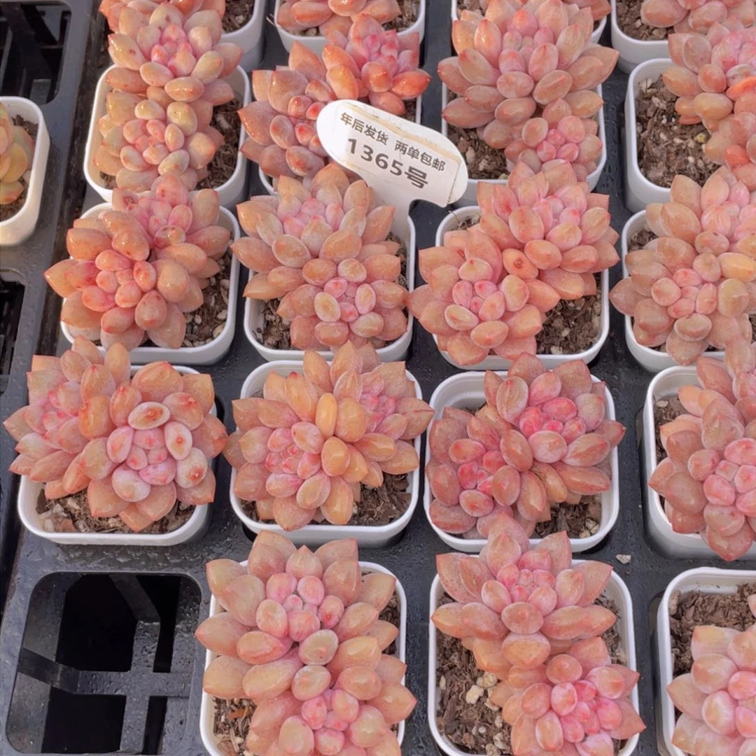 1365号飘枝半夏全状态双头一个