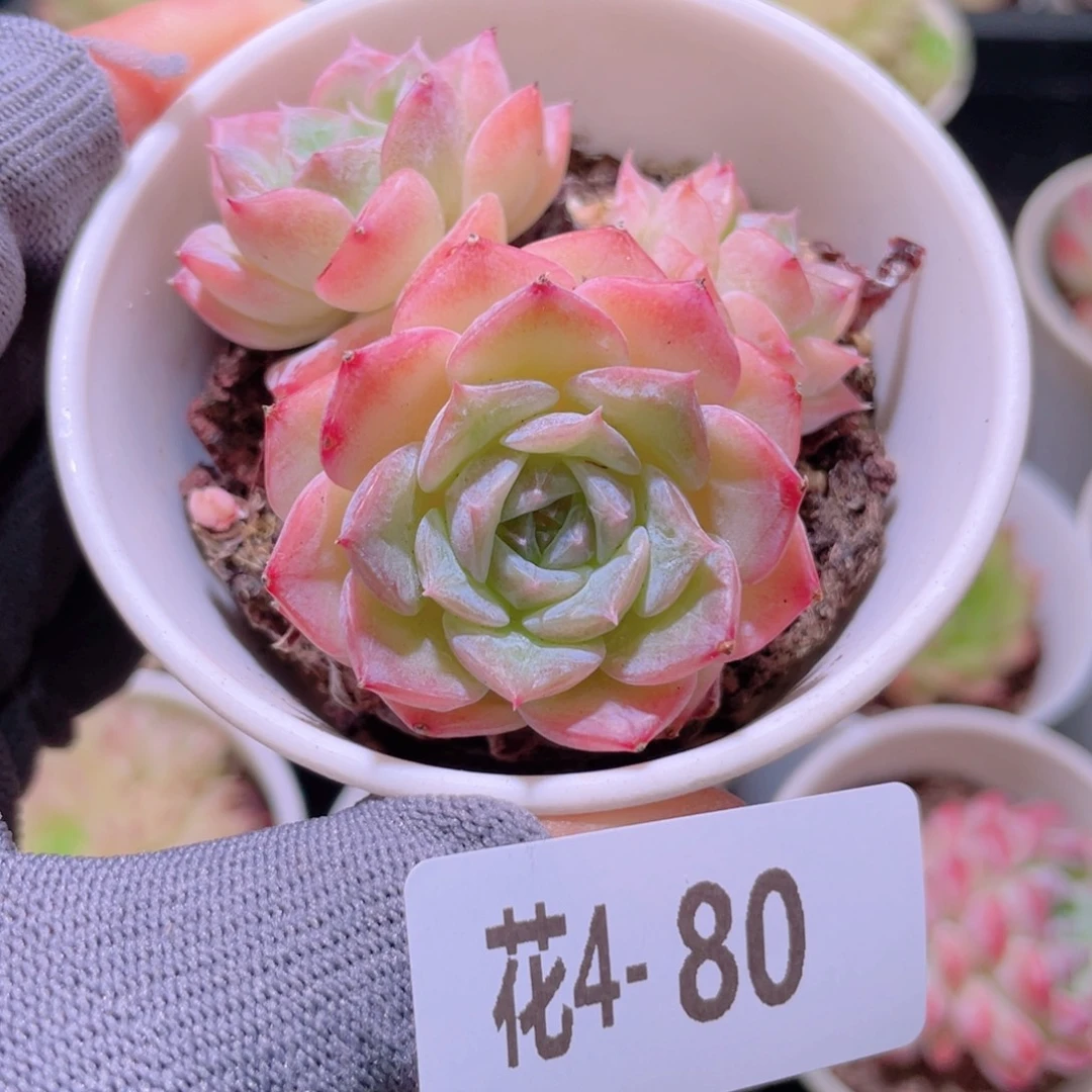 花利美 4-80纯爱