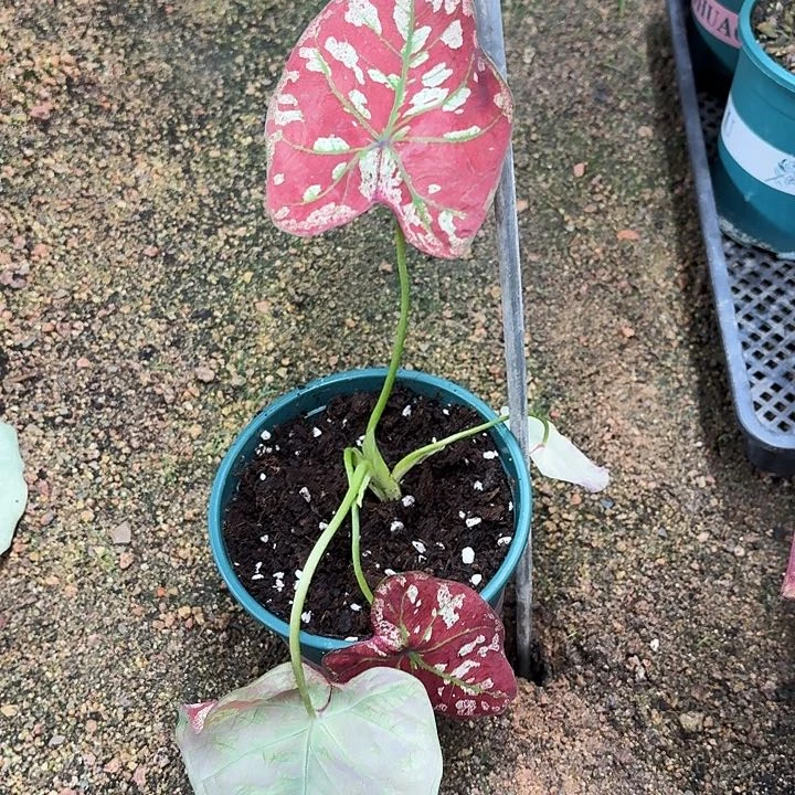 不开花植物猩红玛丽