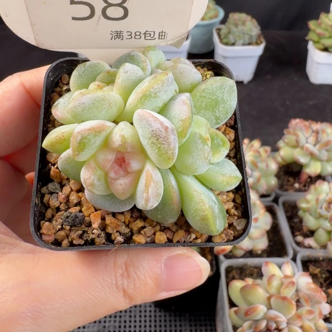 糖心冰玉四头群58号