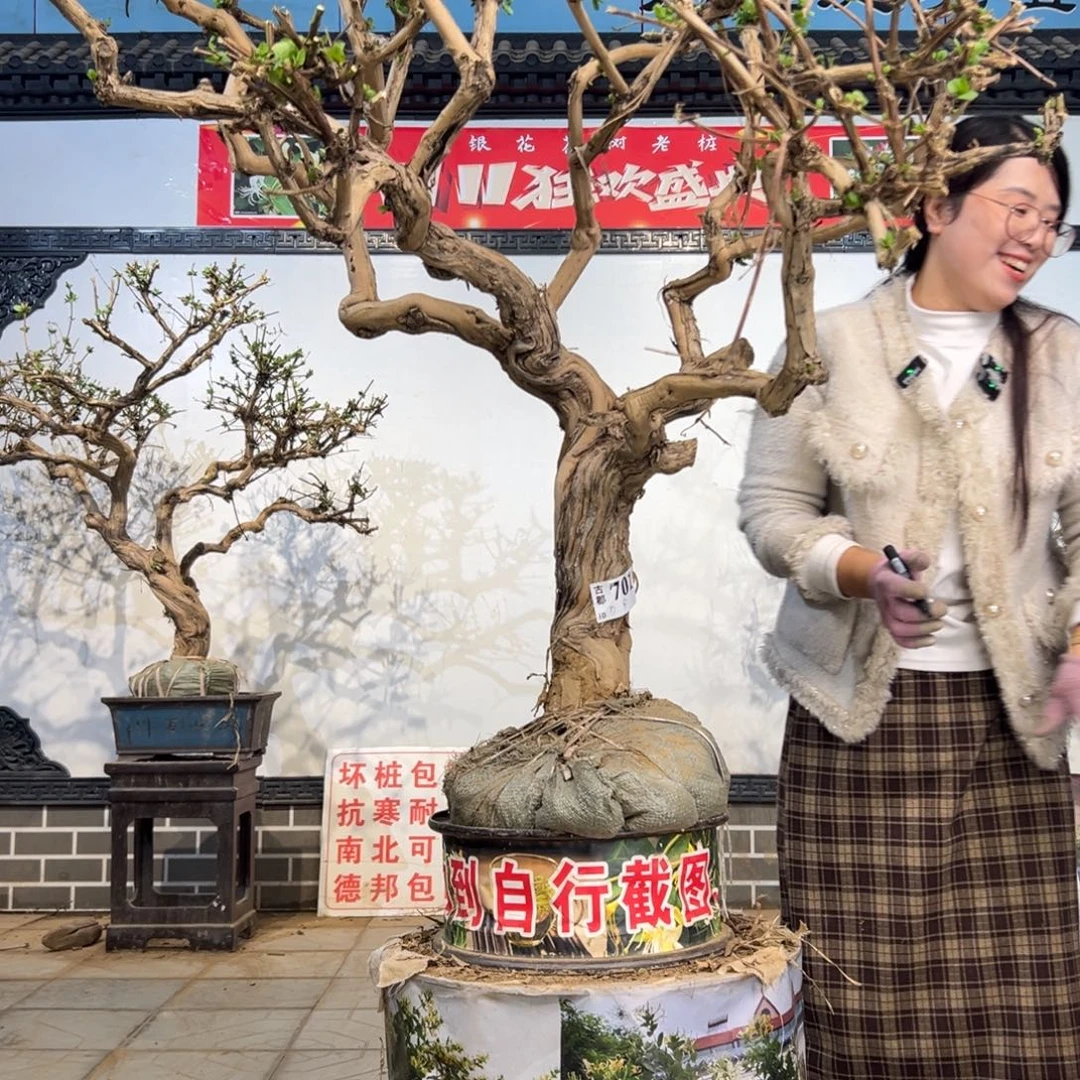 无花朵金银花88888