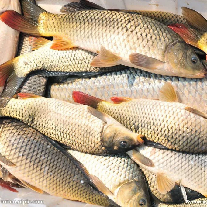 （亮子专属）松花江野生鲤鱼冷水鱼营养丰富鲜捕冰鲜发货