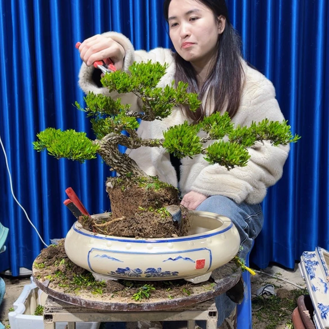 【闪购商品】广东雀舌黄杨盆景胜****司