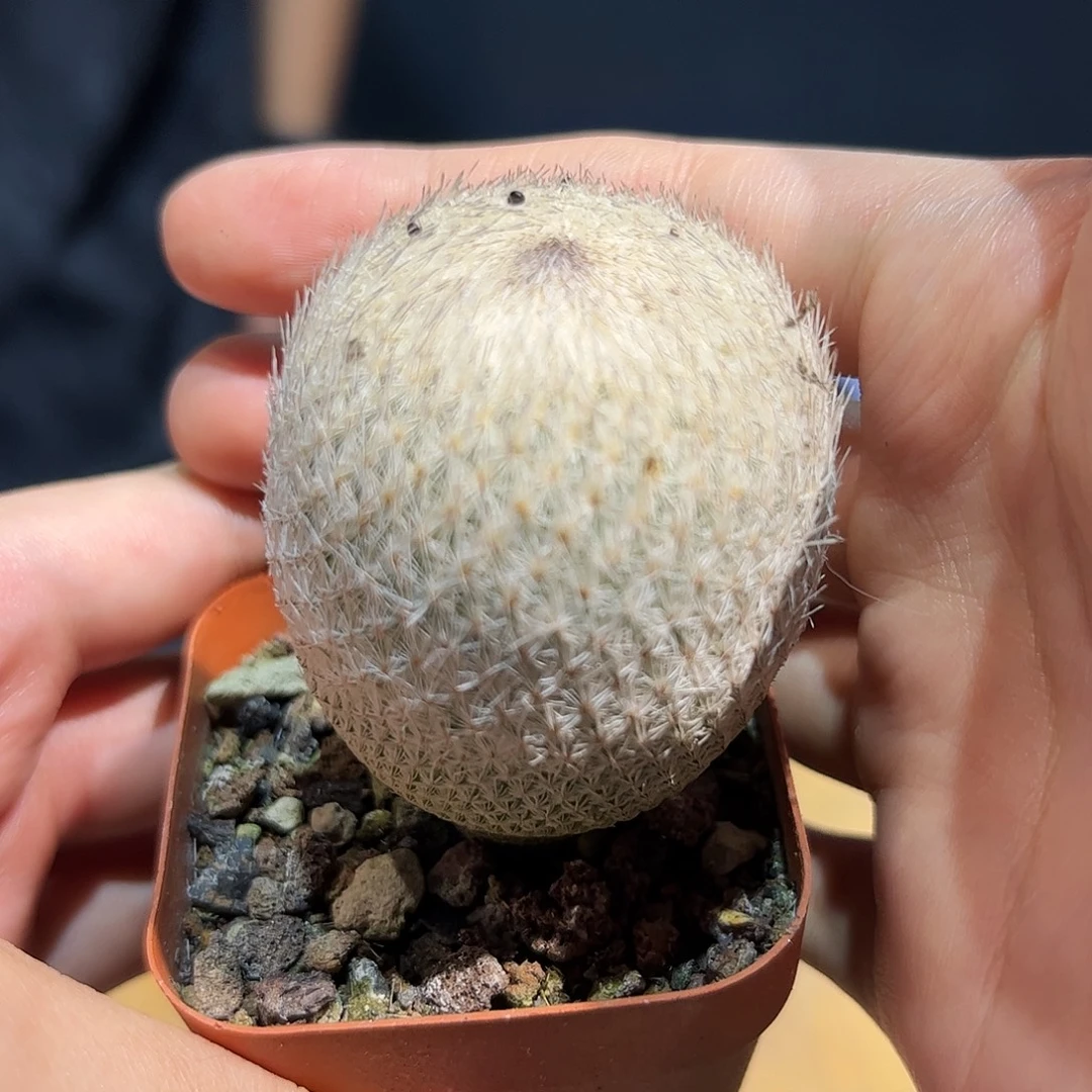 4cm实生五年老月世界