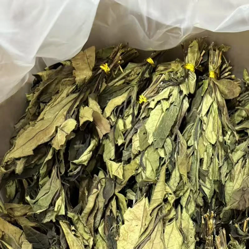 2024年荒山大叶凤尾茶 野生荒山群种小菜茶