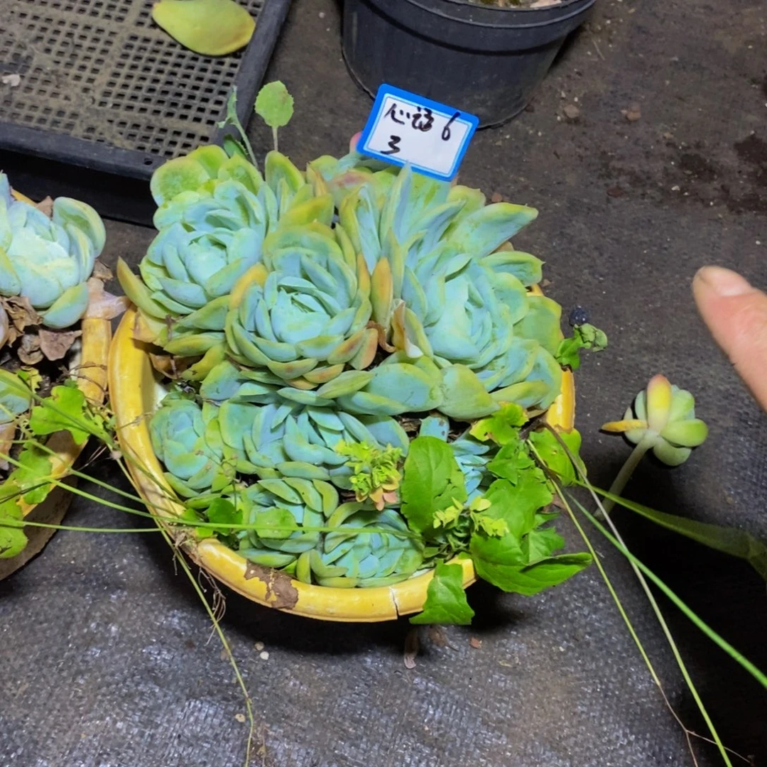 心***8一物一拍一物一拍