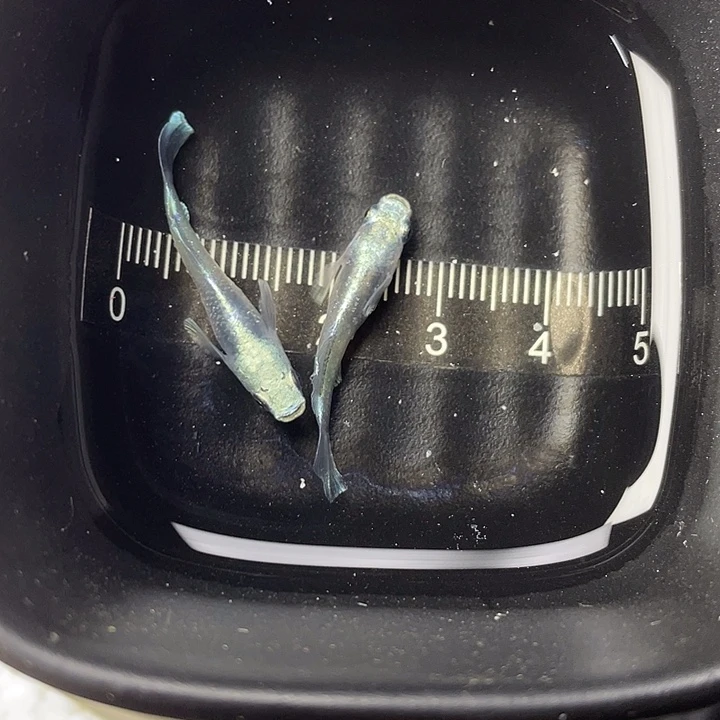 青鳉鱼光宽玛丽亚一对，20号，满15包邮，可叠单