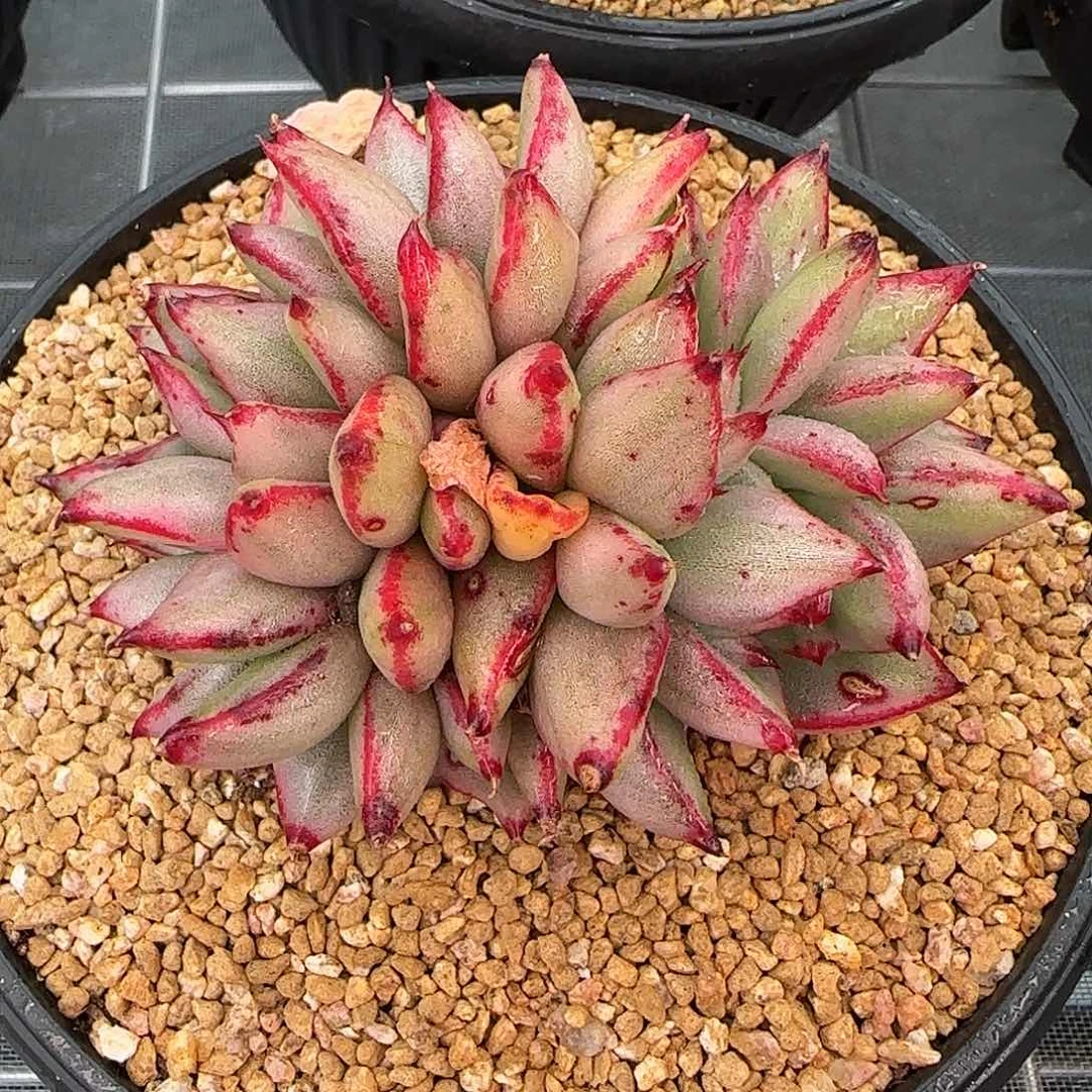 从前慢花园精选玛丽亚锦缀