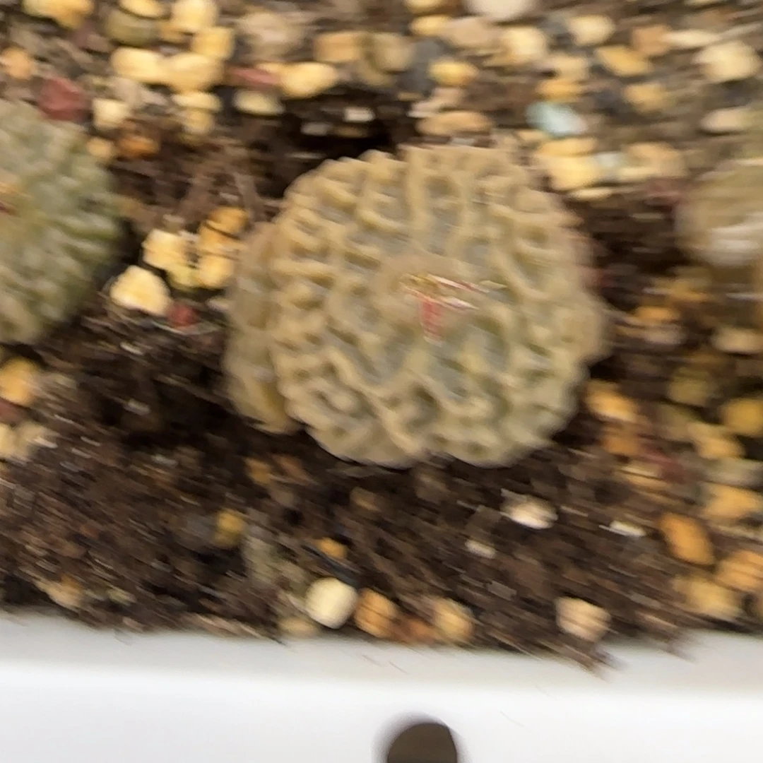 杜****多肉植物超烧一颗