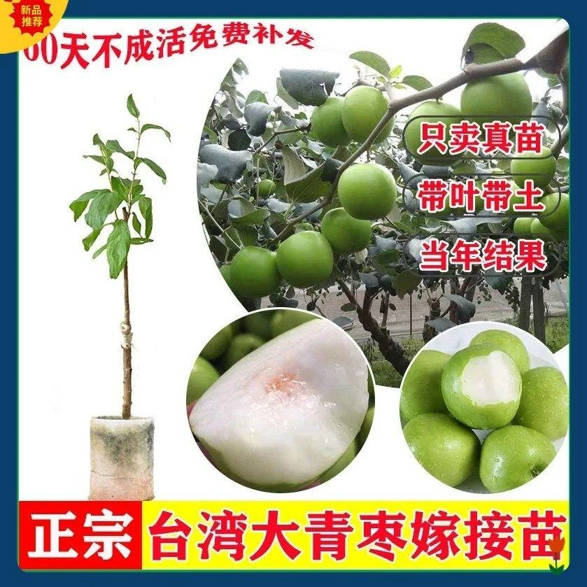 广东发货台湾高产大青枣牛奶枣南方种植苹果枣嫁接苗蜜丝青枣果苗