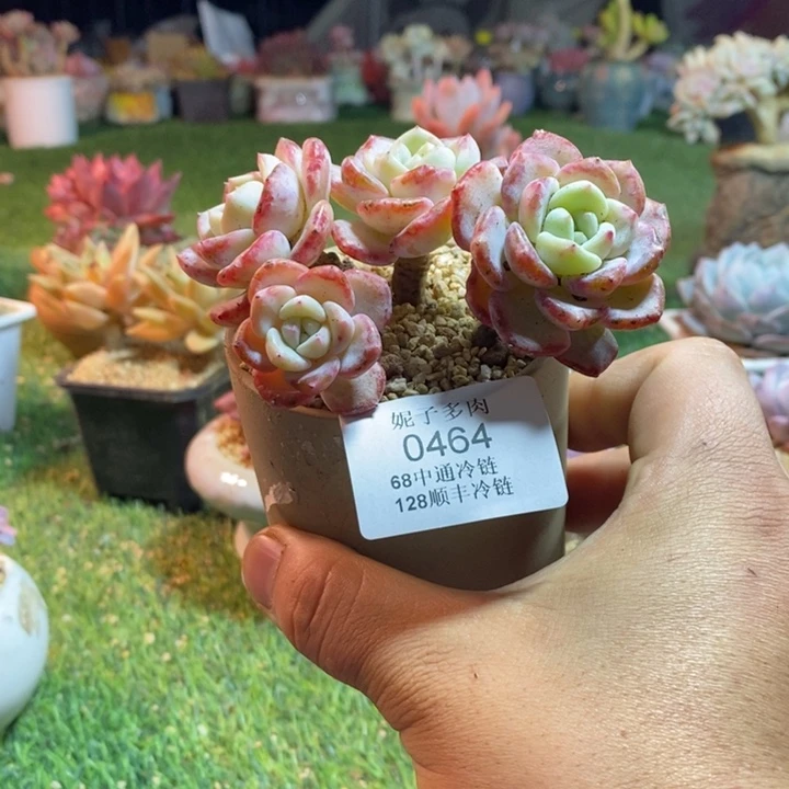 0464啊啊啊啊啊啊啊啊啊啊啊