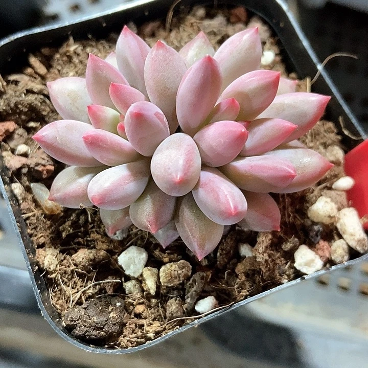 多肉植物虞美人836