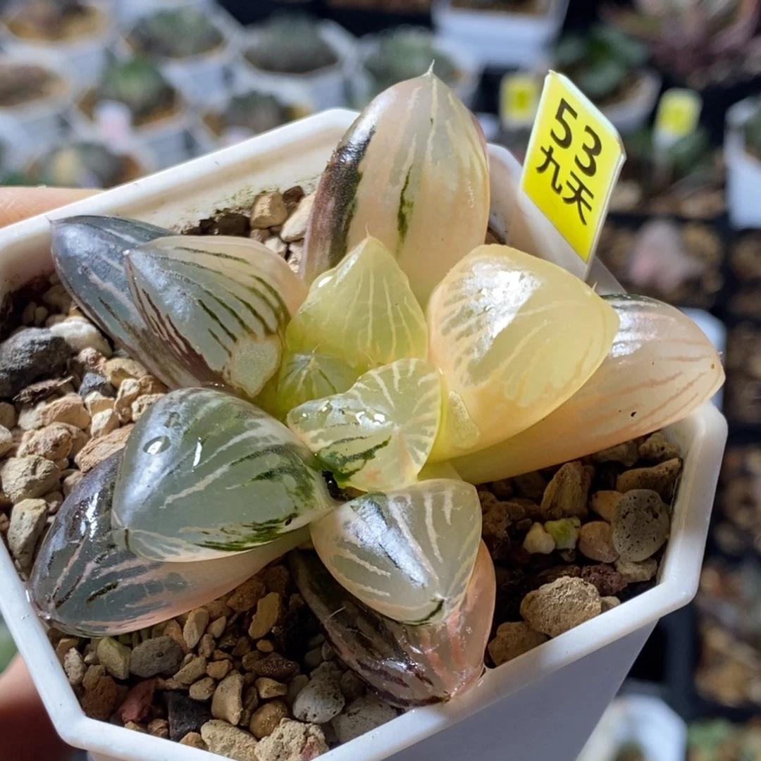 53号玉潭寿锦多肉