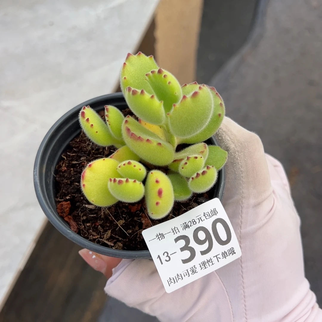 熊童子多肉多肉多肉多肉