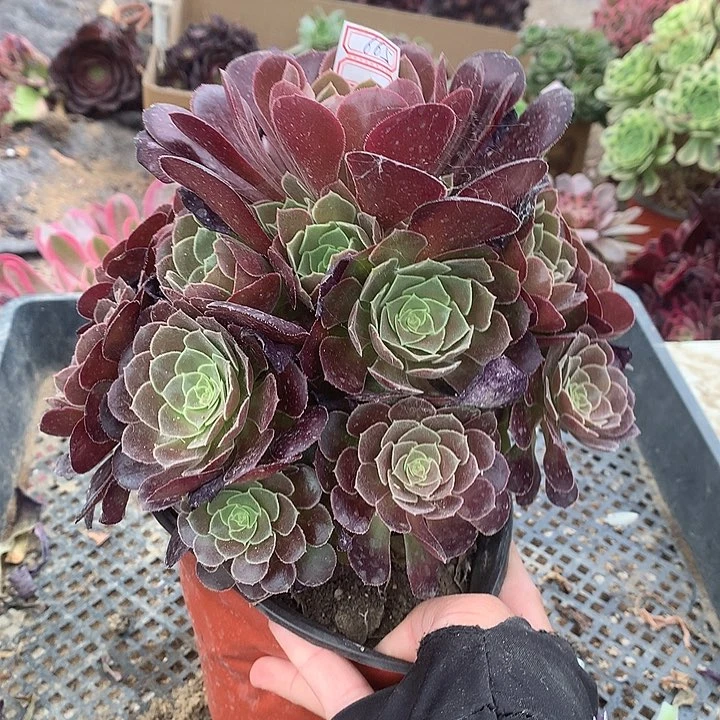 665荷兰玫瑰多肉植物