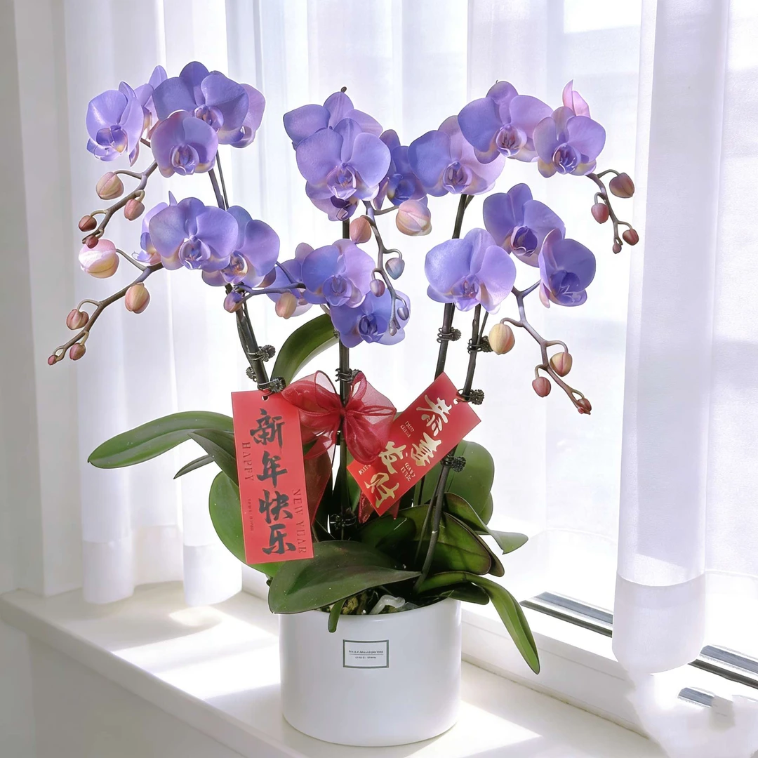妗画【紫韵】梦幻马卡龙紫色系列蝴蝶兰 苗情稀缺喷色工艺